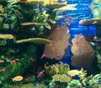 shanghai-ocean-aquarium