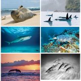 Wyland Nature Photography Note Cards – set of 6