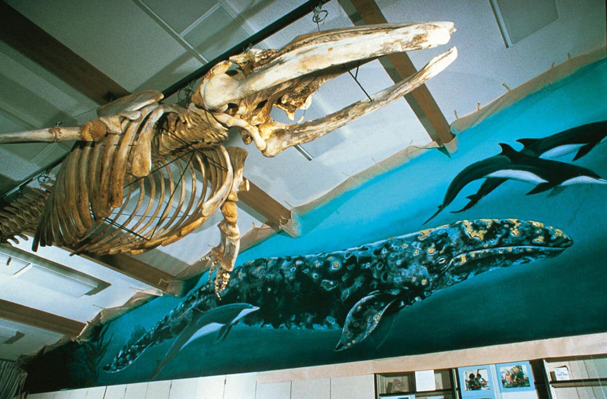 San Clemente Wyland Whaling Wall #2 “Young Gray Whale”