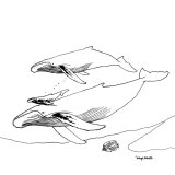 Whale Ohana – Humpback Family Coloring Page – FREE Download!