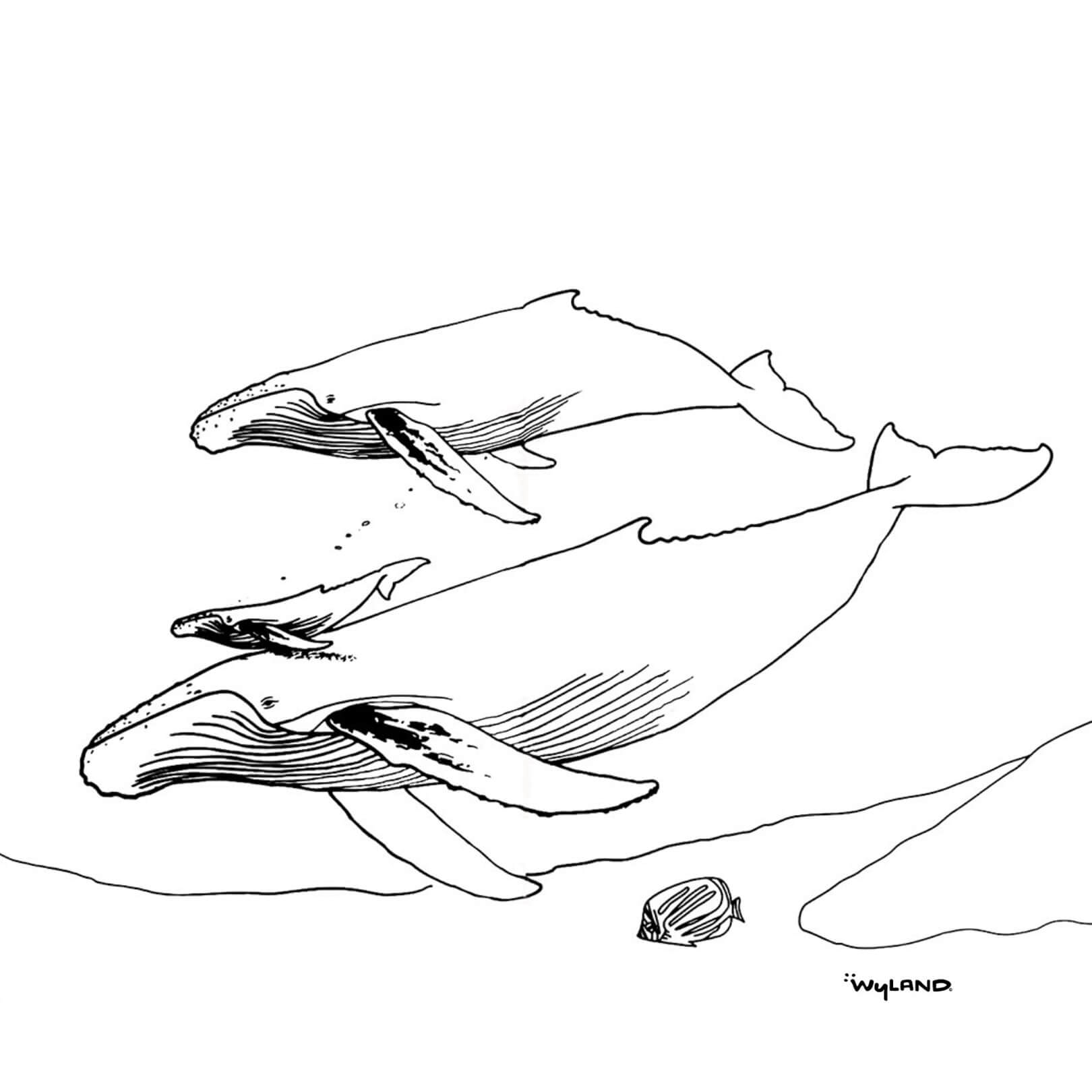 Whale Ohana   Humpback Family Coloring Page   FREE Download ...