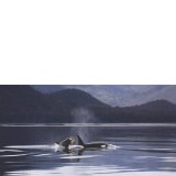Orca Duo – Blank Greeting Card – FREE DOWNLOAD!