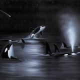 ‘Orca’s Starry Night’ – ZOOM Image – FREE DOWNLOAD!