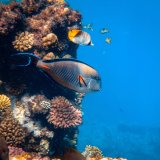 Coral Reef Dive- ZOOM Background Video – FREE DOWNLOAD!