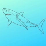 Great White Shark – A Giant Predator – FREE Download!