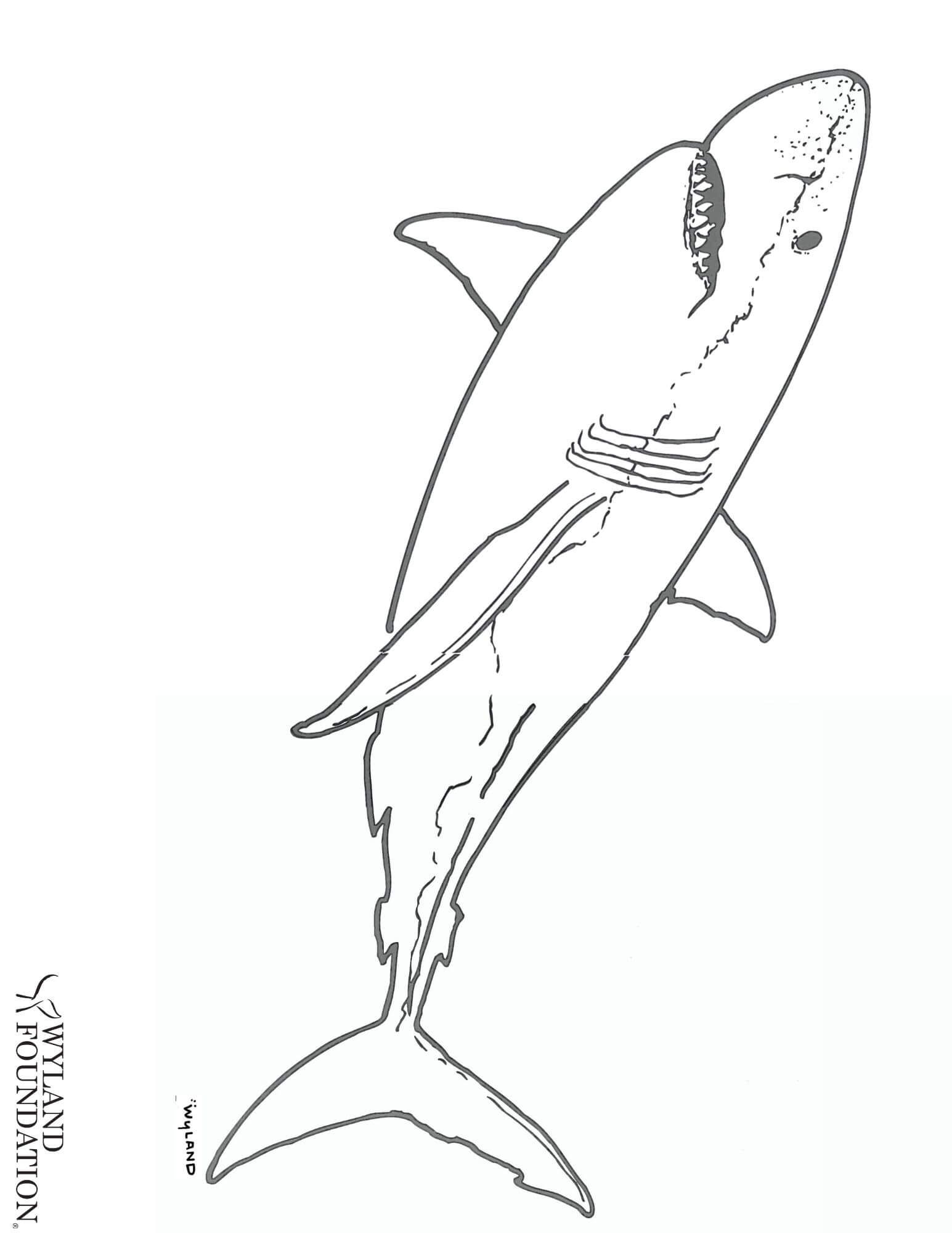 Great White Shark - A Giant Predator - FREE Download! - Wyland Foundation