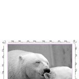 Polar Bear Snuggles – DIY Greeting Card – FREE DOWNLOAD!
