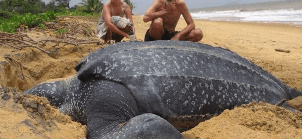 Image of an endangered leatherback turtle resting on the sand.
