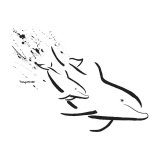 Learning to Race – Dolphin & Calf Greeting Card – FREE Download!