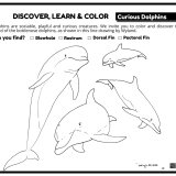 Discover & Color Curious Bottlenose Dolphins – FREE Download!