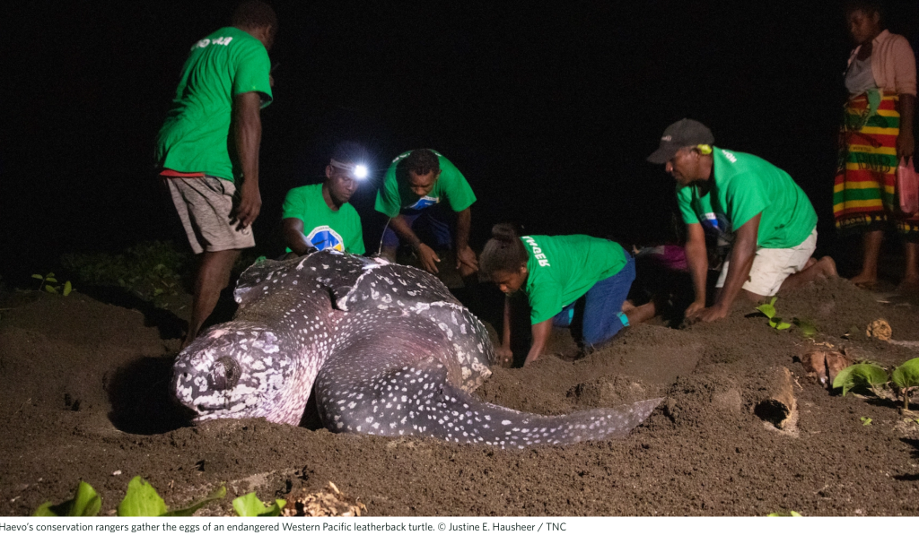 Image of Haevo’s conservation rangers gather the eggs of an endangered Western Pacific leatherback turtle