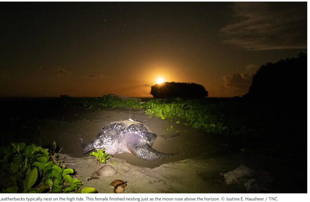 Image of a leatherback turtle nest on the high tide with a moon rising above the horizon.