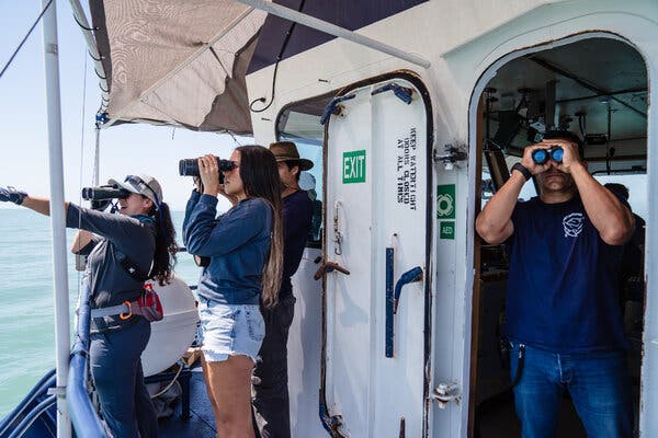 Three people standing under an awning on the deck of a ship. They are scanning a blue-green sea with binoculars. A fourth person with binoculars is standing in a door to the ship’s bridge. 