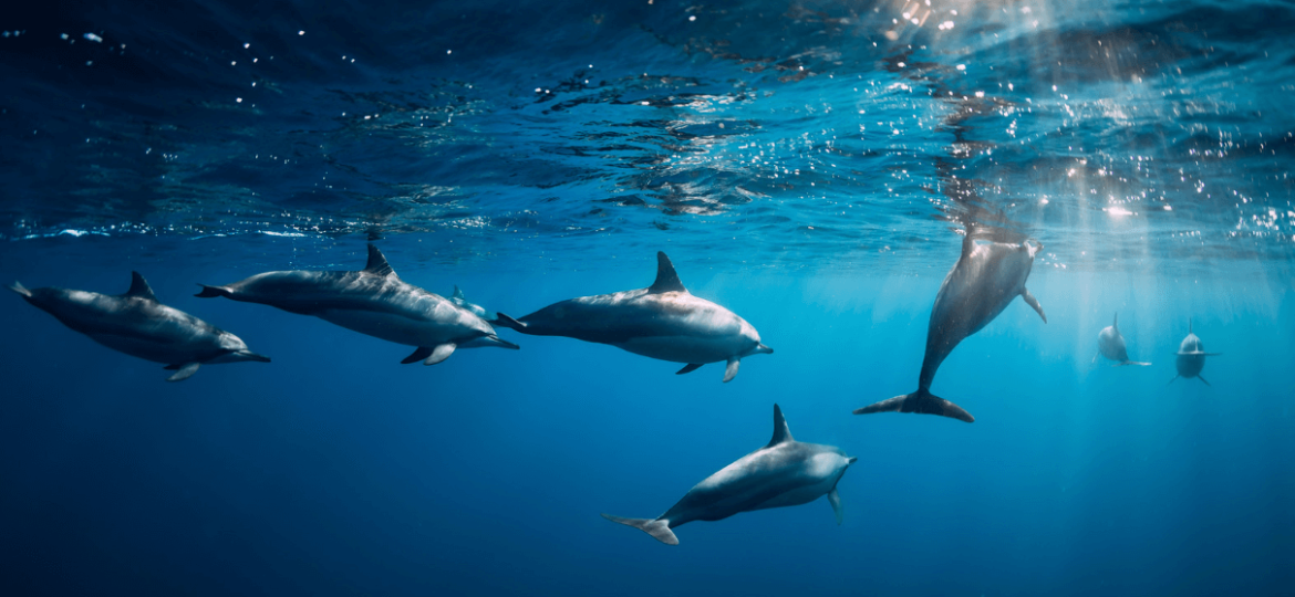 Dolphins can sense electric fields, study fiends