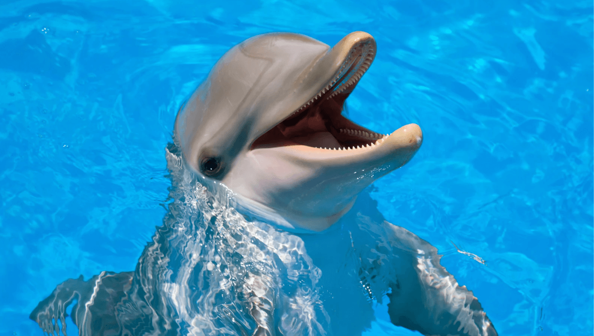 dolphins have keen senses